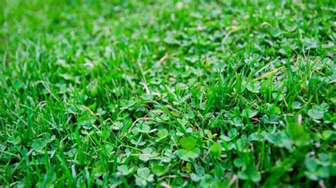 remove clover lawn