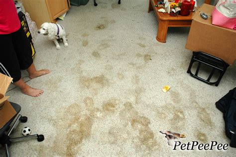 remove dog pee from white carpet