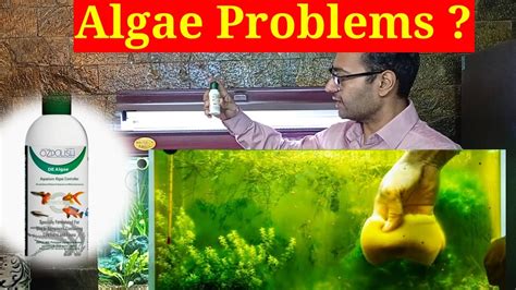 Remove Green Algae From Plastic