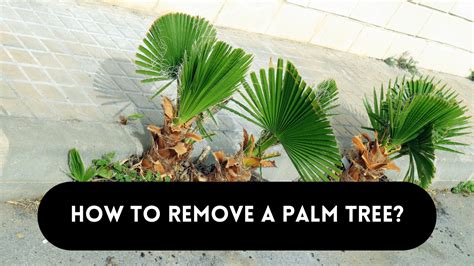Remove Palm Tree For Free
