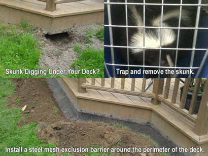 remove skunk from under deck