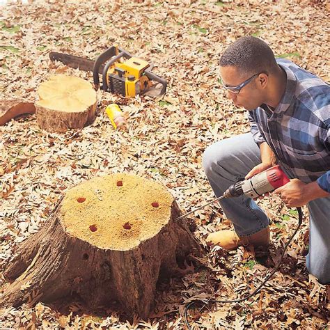 remove small tree stumps