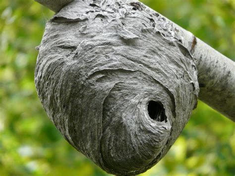 remove wasp nest near me
