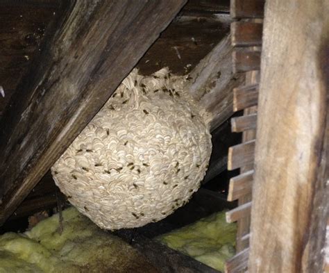 remove wasps nest uk