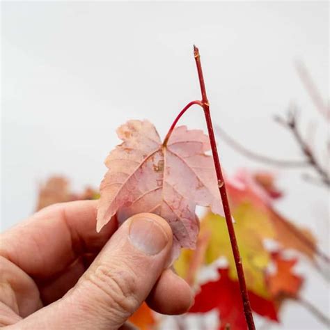 Removing A Leaf From Leaf Pack