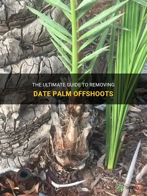 Removing Date Palm Tree