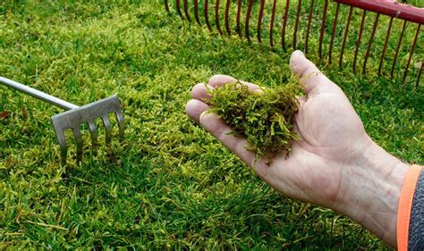 Removing Moss From Grass Uk
