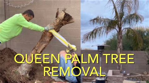 Removing Palm Trees Uk