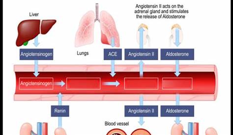 Quike & Vivi's World Renin angiotensinaldosterone system