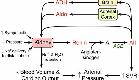 Renin Angiotensin Aldosterone Mechanism angiotensin System Definition & Facts Britannica