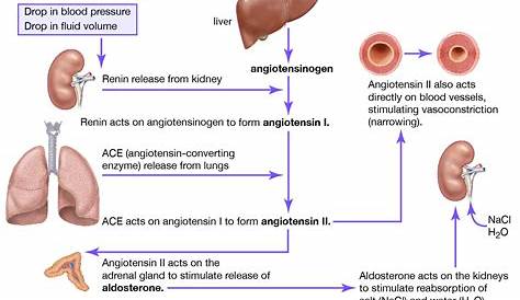 Reninangiotensinaldosterone system. Schematic