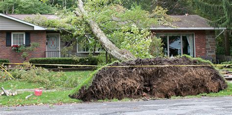 renters insurance tree fall on my house