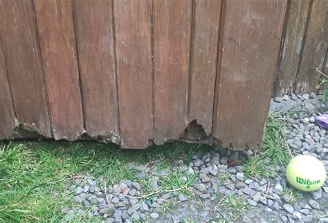 repair rotting wood shed