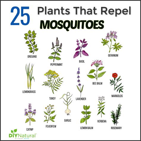 Repel-Mosquitoes Com