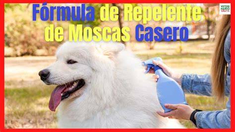 Repelente para perros, soluciones naturales