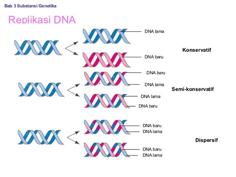 Replikasi DNA Konservatif: Proses Duplikasi DNA Tanpa Hilangnya Informasi Genetik