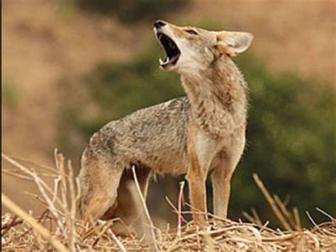 report a coyote sighting
