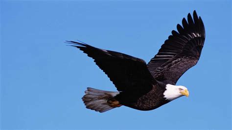 report bald eagle sightings