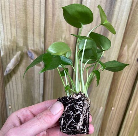 Repotting a 10 year old Monstera Deliciosa Plant The Floating Leaves