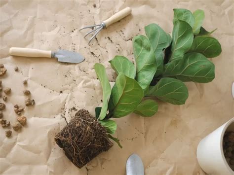 How To Repot Your Fiddle Leaf Fig In 2023