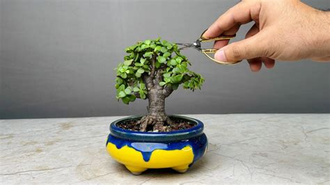 Repotting Jade Bonsai