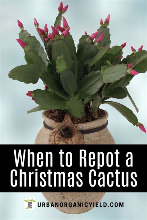 Repotting Christmas Cactus When & How To Transplant Christmas Cactus