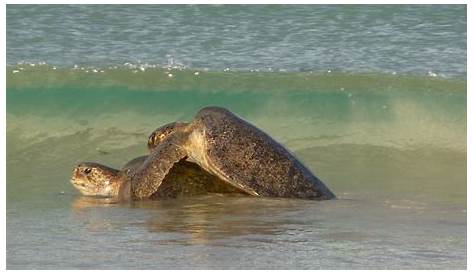 La tortue : description, lieu de vie, alimentation, reproduction des