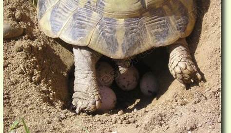 Comment se passe la reproduction chez les tortues ? - Blog