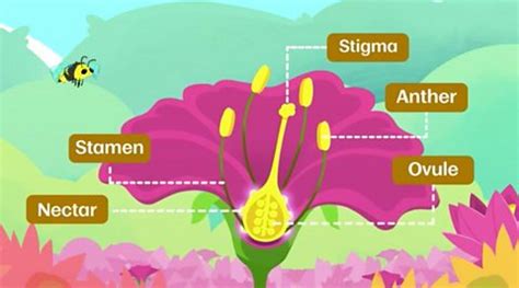 reproduction in flowering plants bbc bitesize