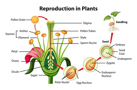 Reproduksi yang Memungkinkan Tumbuhan