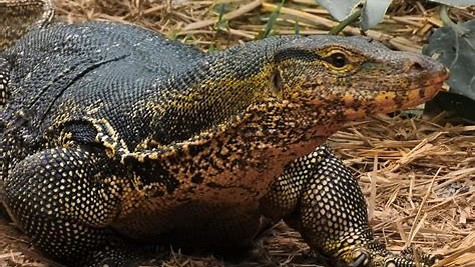 Jenis Reptil di Indonesia