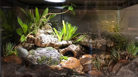 Reptile Bioactive Setup