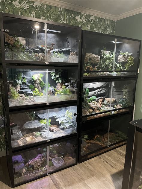 Reptile Room Setup Ideas