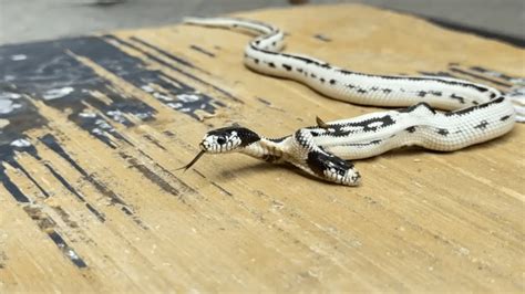 Reptile Store In Berkeley