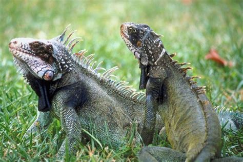 Reptile With Spikes On Back