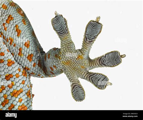 Crossword PDF Reptile Fish