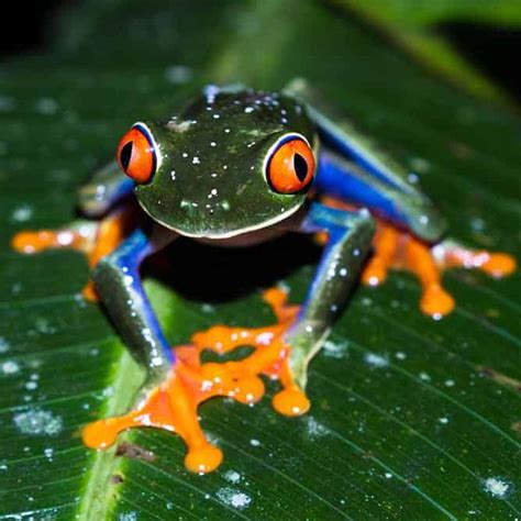 reptiles and amphibians for sale