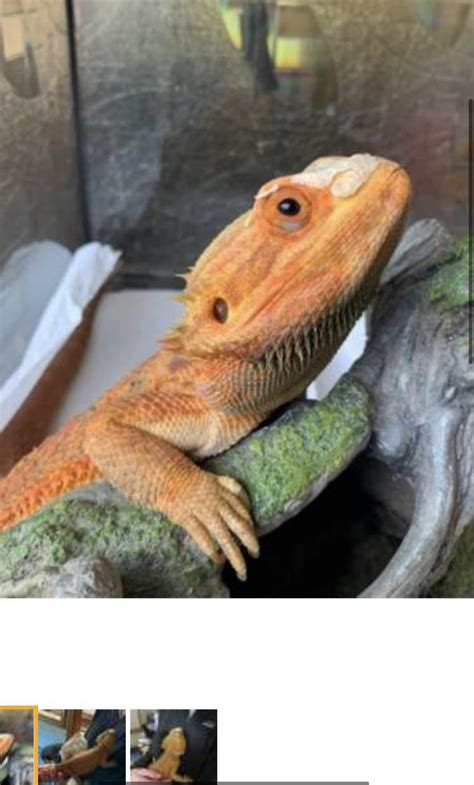 Reptiles On Craigslist