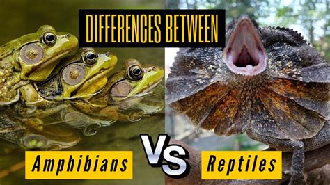 Reptiles Similarities And Differences