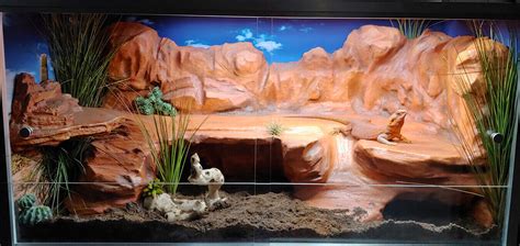 Reptiles That Can Live In A 4X2X2