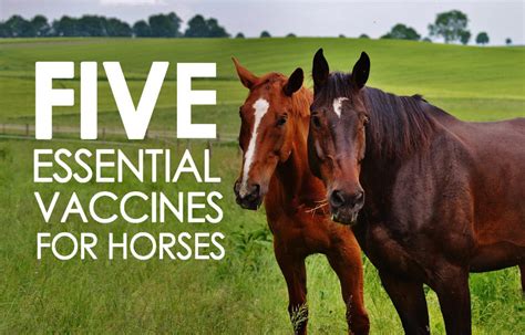 required vaccinations for horses