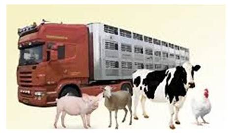Conoce los Requisitos Para Transportar Animales Vivos 【2023