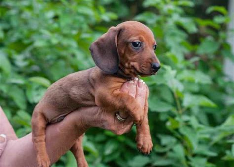 rescue a dachshund for free near me
