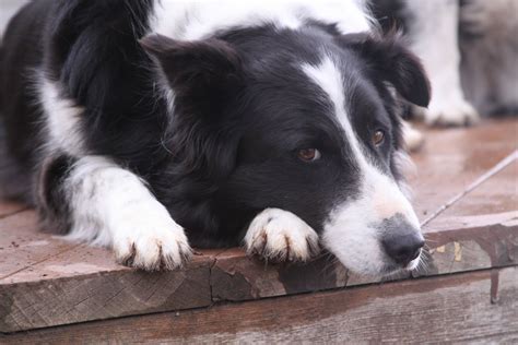 rescue border collies for rehoming