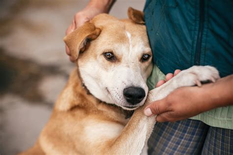 Rescue Dogs: The Joy Of Giving A Dog A Second Chance