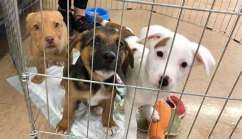naperville animal shelter dogs Great Job Chatroom Picture Gallery