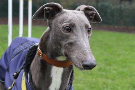 rescue greyhounds for rehoming