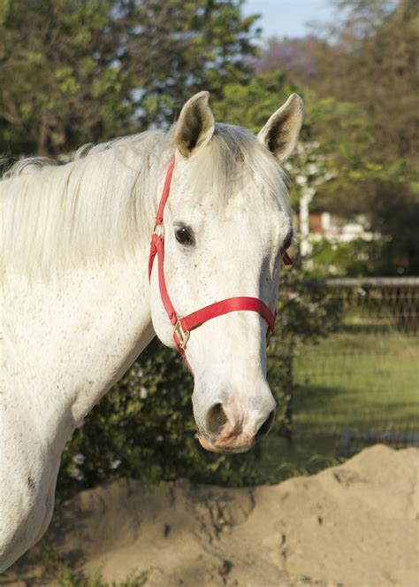 rescue horses for sale near london