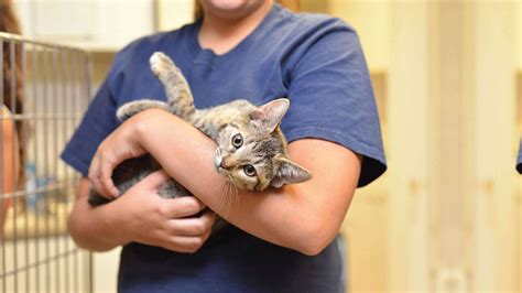 rescue kittens near me volunteer