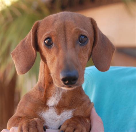 rescued dachshund for adoption near me